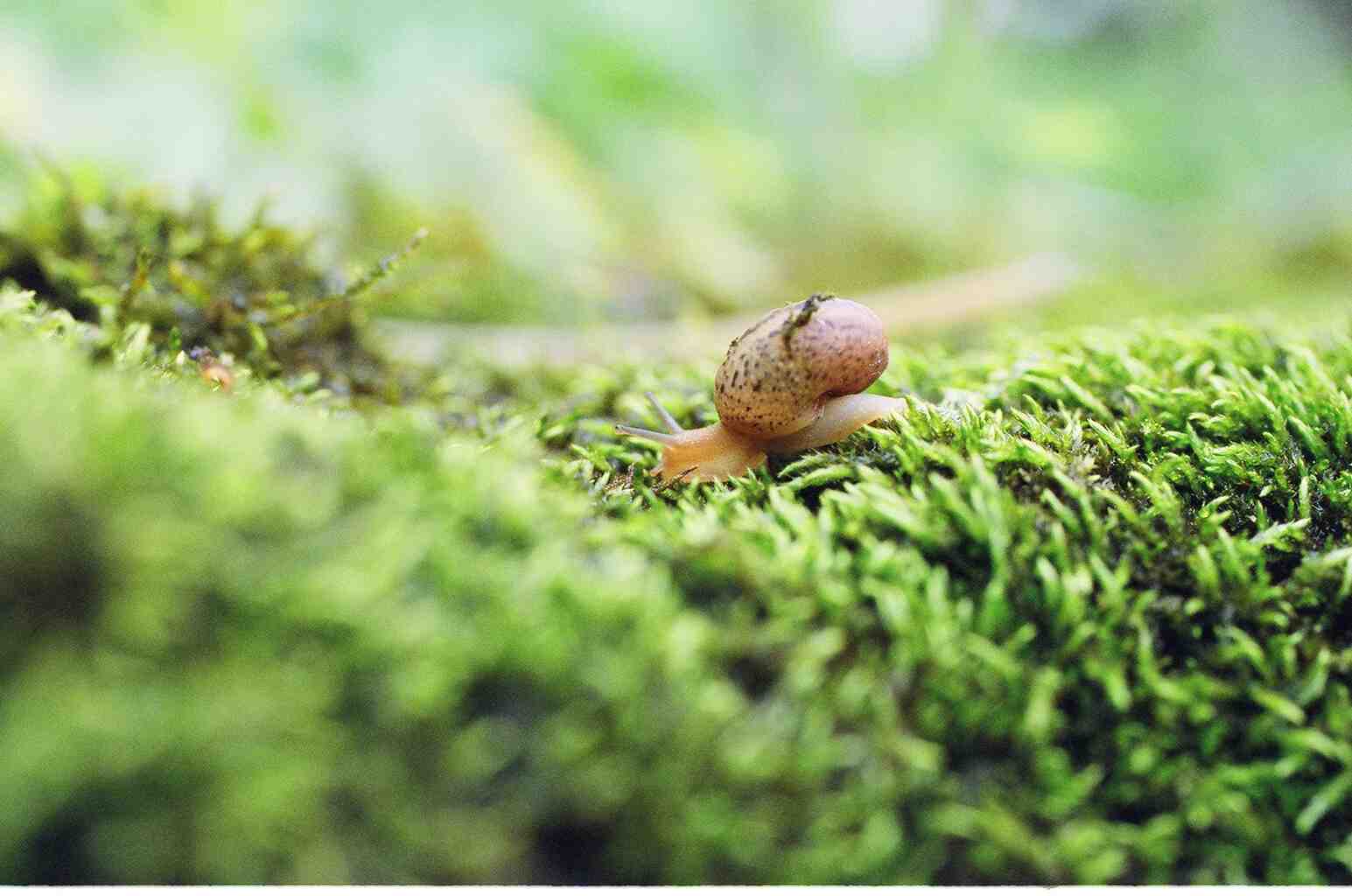 Molluschi Madonie